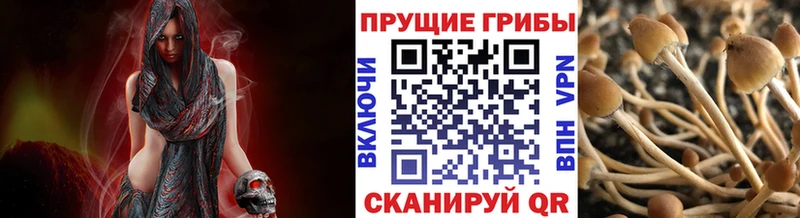 Галлюциногенные грибы Cubensis Ардон